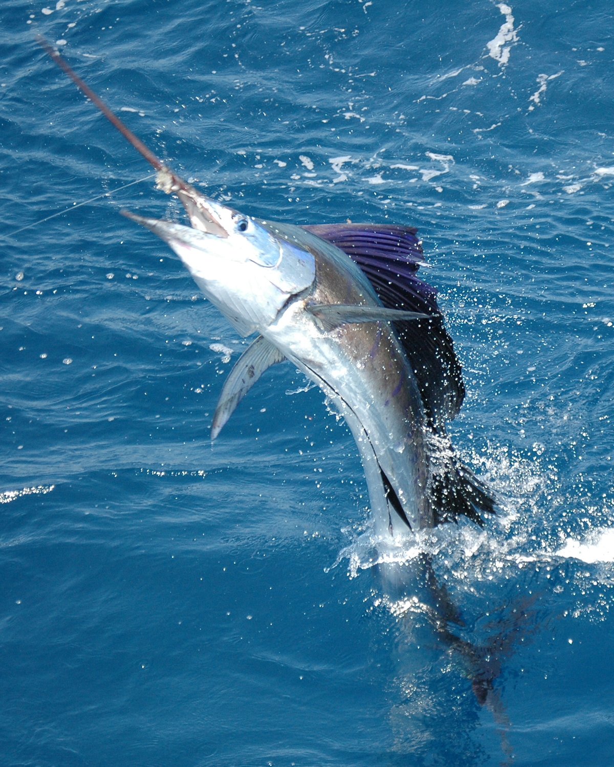 Sailfish caught off the Florida Keys